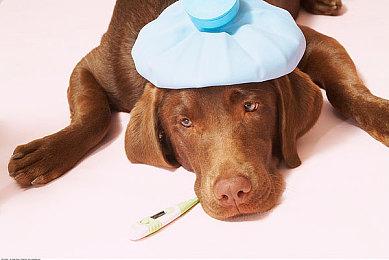 开垦传承：《农夫王朝2》融合传统与技术，开启终极农场之旅